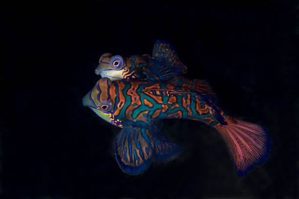 Mating Mandarin Fish stock photo