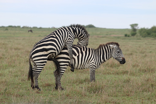 交尾シマウママサイマラ国立公園ケニア 2匹のストックフォトや画像を多数ご用意 Istock