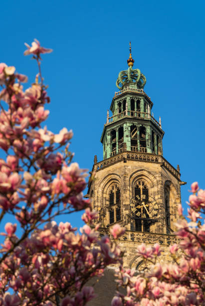 Matinitoren and magnolia The Martinitoren in the city of Groningen, with magnolia blossom, on a sunny, spring day. Groningen, Holland. groningen city stock pictures, royalty-free photos & images