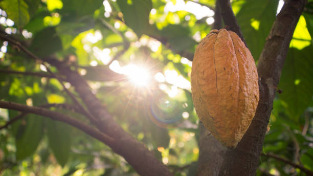 A mature cacao pod hanging from a cocoa tree A fruit of cocoa hanging from a branch cocoa tree stock pictures, royalty-free photos & images