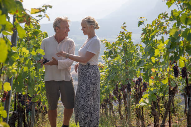Mature couple enjoy grapes in lush vineyard stock photo