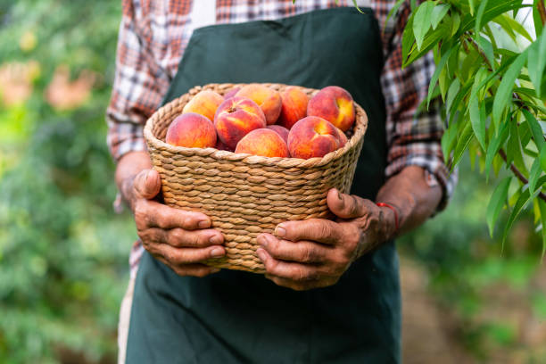 Mature farmer holding basket with peaches stock photo