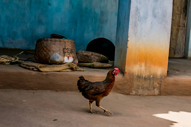A mature hen going outside from a master house close view stock photo