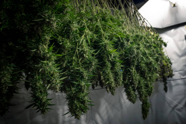 Mature Indoor Marijuana Plants Hang Upside Down stock photo