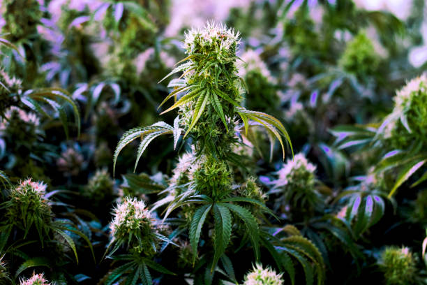 Mature indoor medical recreational cannabis plant stock photo