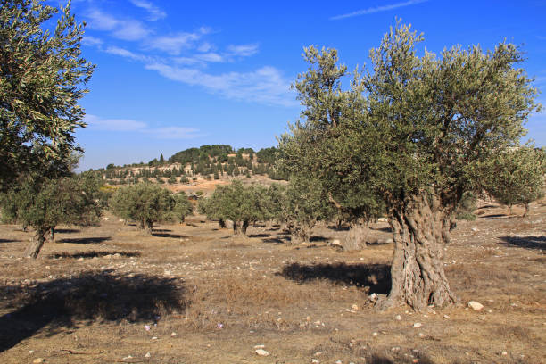 Mature Olive Trees near Jerusalem, Israel stock photo