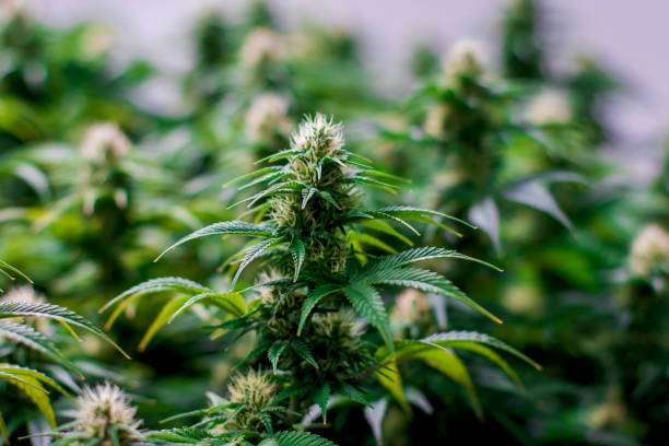 Maturing indoor cannabis plant stock photo