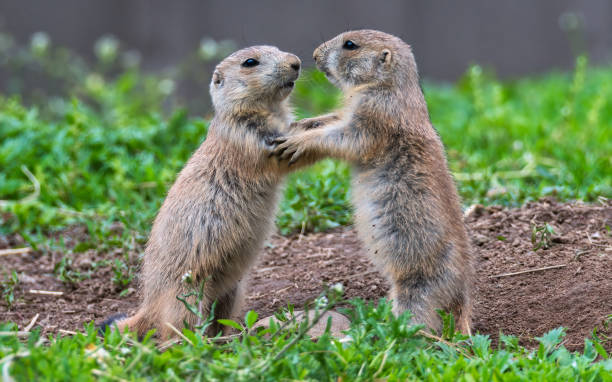 May I have this Dance. Pair of prairie dogs holding hands stock photo