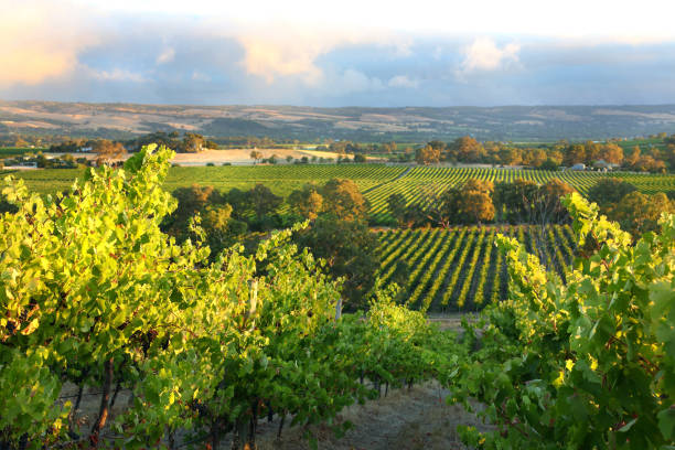 McLaren Vale, South Australia McLaren Vale in South Australia is a wine region beautiful vineyards. south australia stock pictures, royalty-free photos & images