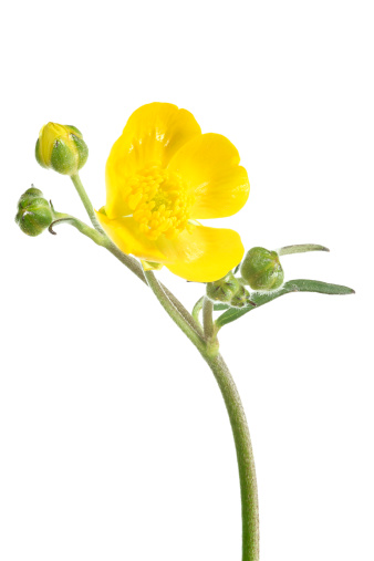 meadow buttercup (ranunculus acris) isolated on white