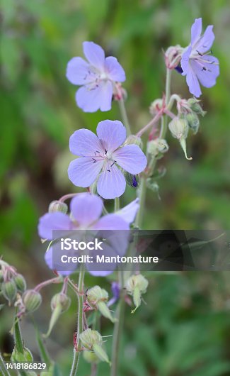 istock Meadow Cranesbill (Geranium pratense) 1418186829