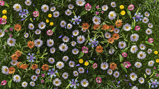 flower garden full bloom daisy meadow in sunlight environment 3D illustration