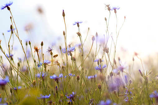 Rays of the setting sun on blue flowers- meadow flowers