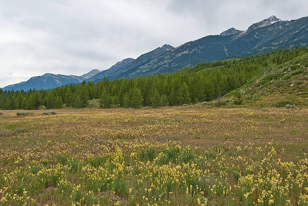 Meadow of Dalmatian Toadflax Often overshadowed by Yellowstone National Park, its larger neighbor to the north, Jackson Hole and the Snake River Valley is a land of vast scenic beauty. What it lacks in geysers and hot springs, it more than makes up for in the rugged Teton Mountain Range. The Teton's many canyons lead to alpine meadows, cirques and towering peaks. It was this rugged range that became Wyoming's second national park in 1929. In 1950 the park boundaries were expanded to include much of the Snake River Valley. This meadow of Dalmation Toadflax and the Teton Range was photographed from the Bradley and Taggart Lakes Trail in Grand Teton National Park, Wyoming, USA. jeff goulden grand teton national park stock pictures, royalty-free photos & images