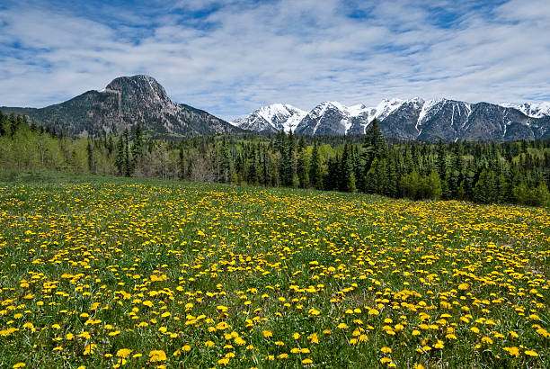 Meadow of Dandelions in the San Juan Mountains The San Juans in southern Colorado are a range of mountains that straddle the Continental Divide. This high altitude range is known for its wide-open landscape and abundant wildflowers. This meadow of dandelions was found below Potato Hill in the San Juan National Forest, Colorado, USA. jeff goulden wildflower stock pictures, royalty-free photos & images