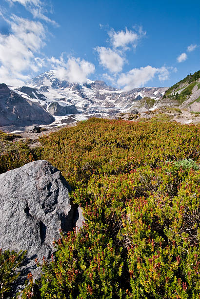 Meadow of Heather on the Nisqually Moraine Glaciers form when snow accumulates over many years and eventually compacts into ice. The weight of the ice causes the glacier to slowly flow down a mountain, cracking along the way to form crevasses. Mount Rainier’s 25 glaciers makes it the most glaciated mountain in the lower 48 states. The 25 glaciers have a combined area of 35 square miles. As glaciers move down the mountain, they scour the landscape leaving boulder strewn fields called moraines. The lateral moraine of the Nisqually Glacier was photographed from Paradise on the south side of Mount Rainier National Park, Washington State, USA. jeff goulden mount rainier national park stock pictures, royalty-free photos & images