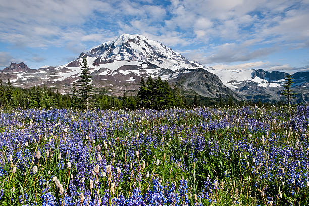 Meadow of Lupine Near Mount Rainier Mount Rainier, in Washington State, is the highest peak in the Cascade Range at 14,410'. The sub-alpine meadows that surround the mountain put on a brilliant display of wildflowers every summer. This meadow of lupine and bistort was photographed at Spray Park, just north of the mountain near Mowich Lake. Because of reduced winter snowfall and an unseasonably warm June, the wildflower season came early in 2015. This scene, shot in June would normally not be seen until late July. jeff goulden wildflower stock pictures, royalty-free photos & images