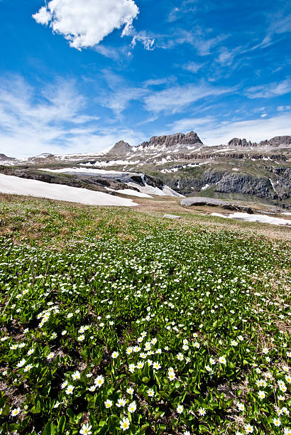 Meadow of Marsh Marigold The San Juans in southern Colorado are a high altitude range of mountains that straddle the Continental Divide. This meadow of Marsh Marigold was found below Columbine Lake in the San Juan National Forest near Silverton, Colorado, USA. jeff goulden san juan mountains stock pictures, royalty-free photos & images