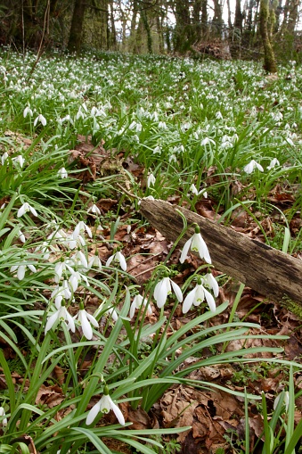 A meadow of snowdrop flowers in the early spring in the forest