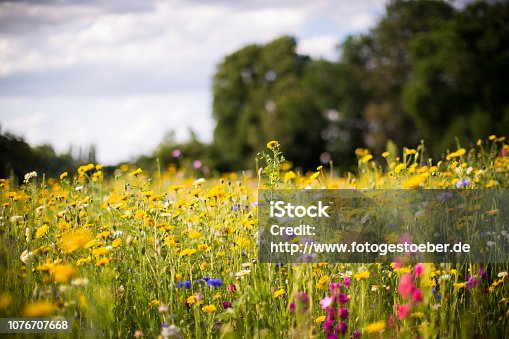 istock meadow of wild flowers 1076707668