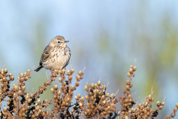 Meadow Pipit on a look out stock photo