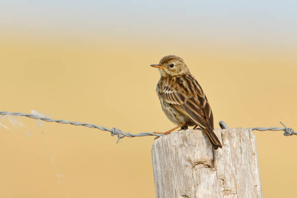Meadow Pipit (Anthus pratensis) on pole fence against clean background, the Netherlands stock photo