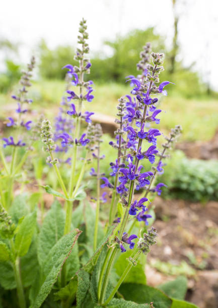Meadow Sage (Salvia pratensis) in Flower stock photo