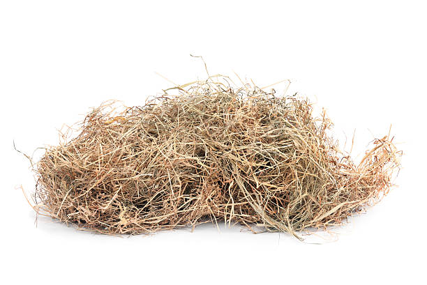 Meadow there Meadow hay on white hay stock pictures, royalty-free photos & images