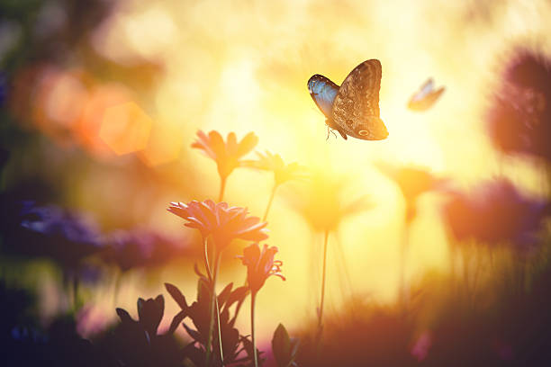Képtalálat a következőre: „butterfly light photography”