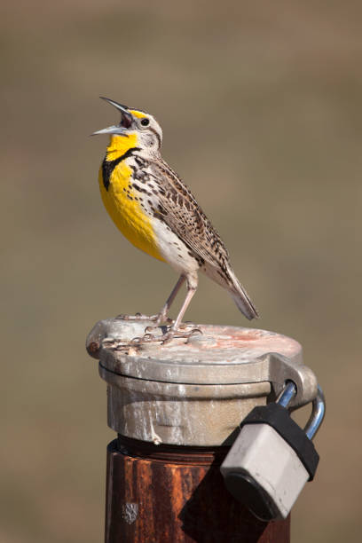 Meadowlark bird sings perched petroleum oil pipe wellhead cap Weld County Colorado Perched on a petroleum oil pipe wellhead cap, a colorful meadowlark bird sings in the Niobrara Oil Shale Formation off Interstate 25 Weld County north of Denver. meadowlark stock pictures, royalty-free photos & images