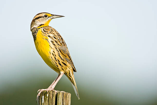 Meadowlark perched on a fence post An Eastern Meadowlark perched on a fence post looks over his shoulder meadowlark stock pictures, royalty-free photos & images