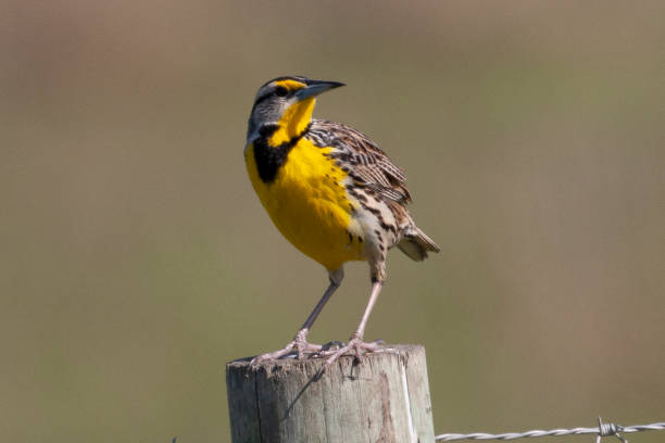 Meadowlark Meadowlark meadowlark stock pictures, royalty-free photos & images