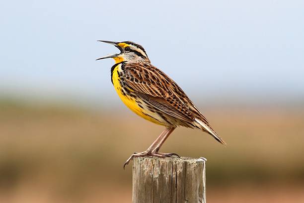 Meadowlark squawking while standing on a pole stock photo