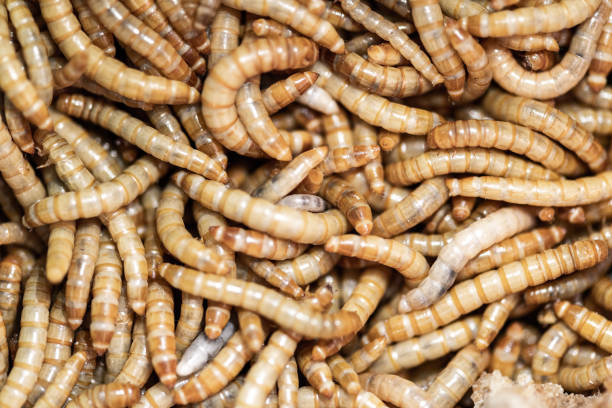 mealworms ползание i - pics of a ugly caterpillar стоковые фото и изображен...