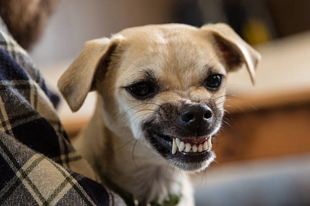 Mean Dog Mean little dog snarling stock pictures, royalty-free photos & images