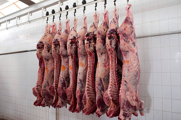Meat Cow carcasses at slaughter house dead animal stock pictures, royalty-free photos & images