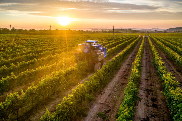mekanisk skördare av druvor i vingården vid solnedgången - jordbruksaktivitet bildbanksfoton och bilder