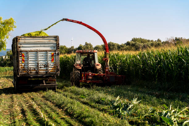 Mechanical harvesting of maize plants. Corn Extract Syrup harvest. Corn Silage. stock photo