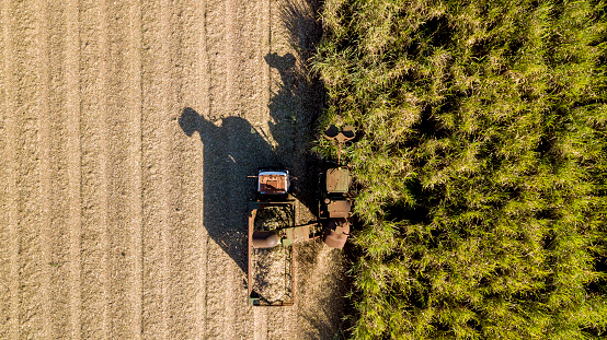 Mechanical harvesting of sugar cane. Sugar cane plantation. Drone aerial capture.