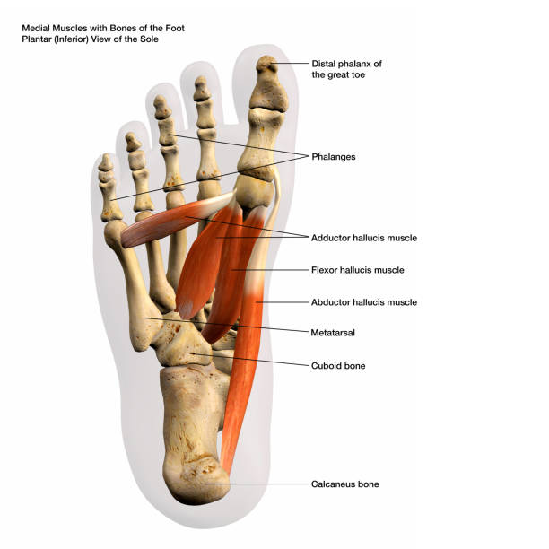 Medial Muscles and Bones of the Foot Sole, Labeled Human Anatomy Diagram Medial Muscles and Bones of Male Foot Plantar View of the Sole, Labeled Human Anatomy Diagram 3D Rendering on White Background foot anatomy stock pictures, royalty-free photos & images