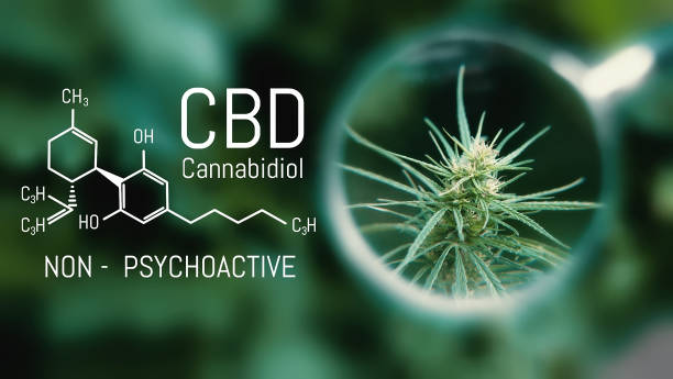 Medical Cannabis and Cannabidiol CBD Oil Chemical Formula. Growing Premium Marijuana products. Influence positive and negative of smoking marijuana on human brain, nervous system, mental activity and functions, cognitive functioning, development Medical Cannabis and Cannabidiol CBD Oil Chemical Formula. Growing Premium Marijuana products. Influence positive and negative of smoking marijuana on human brain, nervous system, mental activity and functions, cognitive functioning, development cbd products for sale stock pictures, royalty-free photos & images
