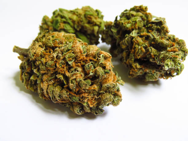 medicinale cannabis toppen-lemon haze - knop plant stage stockfoto's en -beelden