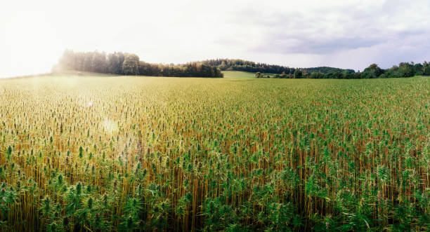 medical cannabis field medical cannabis outdoor field in germany marijuana herbal cannabis stock pictures, royalty-free photos & images