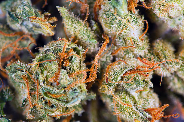 Medical Cannabis Flower Plants Close up of bud of cannabis with whispy pistils  plant trichome stock pictures, royalty-free photos & images