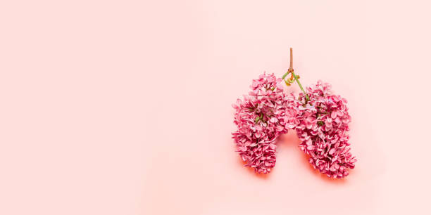 Medical concept of pink flowers in the form of a light pink background with place for text. Medical concept of pink lilac flowers shaped in human lungs on pink background. Flat lay, top view. Harm of smoking xray nature stock pictures, royalty-free photos & images