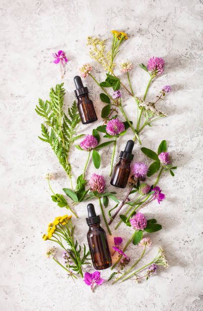 medische bloemen kruiden essentiële oliën in flessen. alternatieve geneeskunde. klaver milfoil tansy rosebay - essential oils smell stockfoto's en -beelden