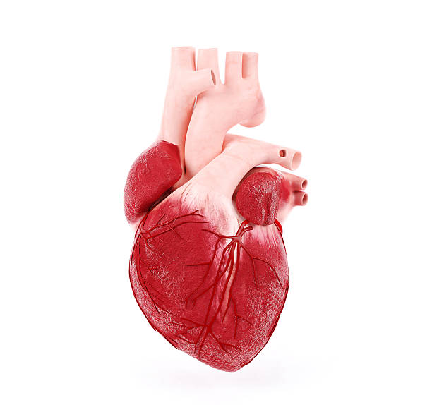 Medical illustration of a human heart Medical illustration of a human heart, 3D rendering human heart stock pictures, royalty-free photos & images