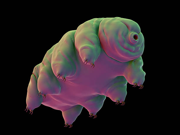 medical illustration medically accurate illustration of a water bear electron microscope stock pictures, royalty-free photos & images