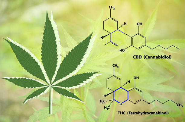 Medical marijuana and chemical structure of active ingredients. stock photo
