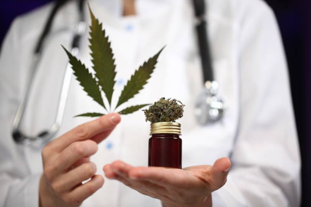 medical marijuana in the hand of a doctor. cannabis alternative medicine stock photo